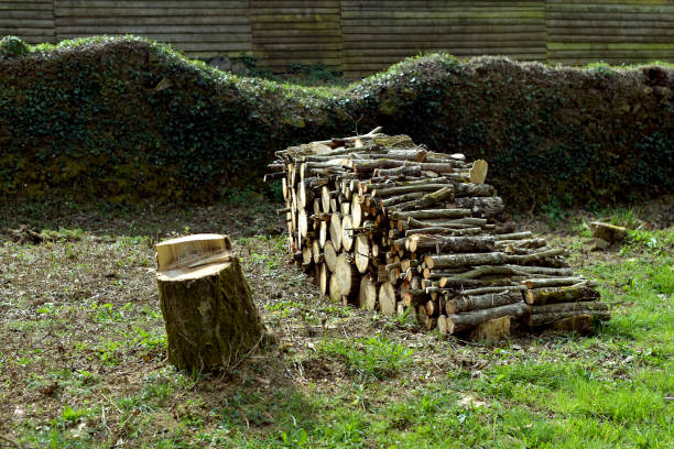 istock Wooden pile abbey 1310801384
