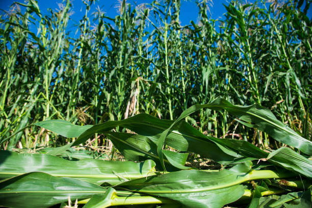 istock Bushes of corn on a background of blue sky 1310802376