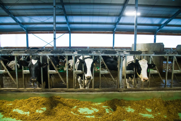 istock Cows on the farm in winter. Dairy cows 1310802384