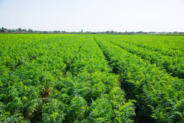 istock A field where carrots grow 1310802499