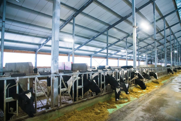 istock Cows on the farm in winter. Dairy cows 1310802527