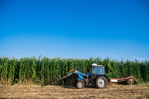 istock Tractor stands on the background of a corn field 1310802634