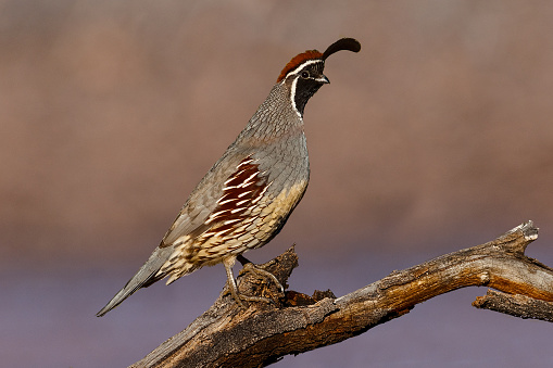 Gambel's Quail (Callipepla gambelii) is a small North American ground-dwelling bird that inhabits the desert regions of the American southwest and Mexican northwest. The Gambel's quail is named for William Gambel, a 19th-century explorer and naturalist in the southwest. They are easily recognized by their top knots and scaly looking plumage. Gambel's quail have bluish-gray plumage on much of their bodies. The males have chocolate colored feathers on the top of their heads, with black faces, and white stripes above the eye. Their diet is primarily made up of plant matter and seeds. The Gambel's quail is able to fly but generally does so only for short distances. They don’t migrate. They primarily move about by walking and can move very fast through the brush. They are a non-migratory species and are rarely seen in flight. Any flight is usually short and explosive, with many rapid wingbeats, followed by a slow glide to the ground. In the late summer, fall, and winter, adults as well as the young gather into large coveys. In the spring they pair off for mating. The nest is a shallow scrape concealed in vegetation. The female lays 10-12 eggs which she incubates for 21-23 days. The chicks follow the adults out of the nest within hours of hatching. This Gambel’s quail was photographed in Green Valley, Arizona, USA.