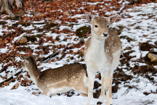 Two deer in the woods after the first snow of winter
