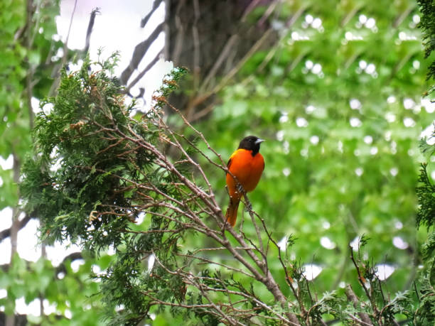 istock Baltimore oriole male on a cedar branch in the summer 1310805438