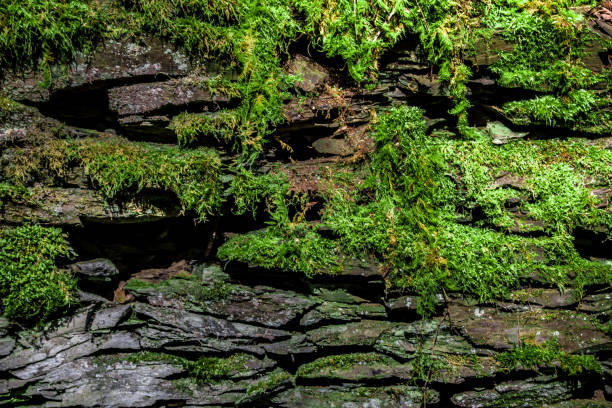 Landscape and nature photography, structure