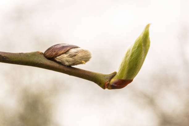 istock first spring bud on a branch of a tree 1310807829