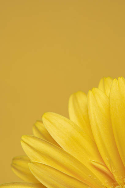 istock Fresh yellow gerbera flower on the yellow background place for the text, invitation, menu, good for design 1310812507