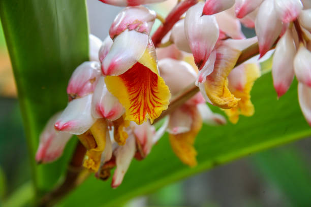 Alpinia zerumbet, commonly known as shell ginger stock photo