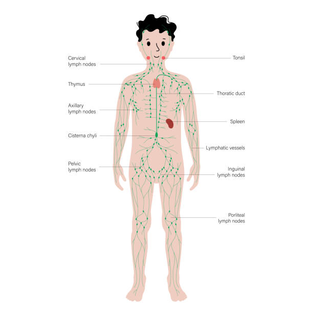 Lymphatic System In Human Body Stock Illustration - Download Image