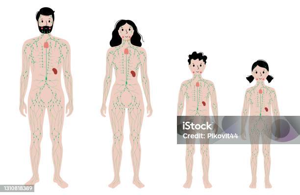 Limf Body Lymphatic System In Human Body Stock Illustration - Download Image Now ...
