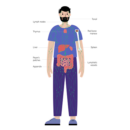 Limf Body Lymphatic System In Human Body Stock Illustration - Download Image Now ...