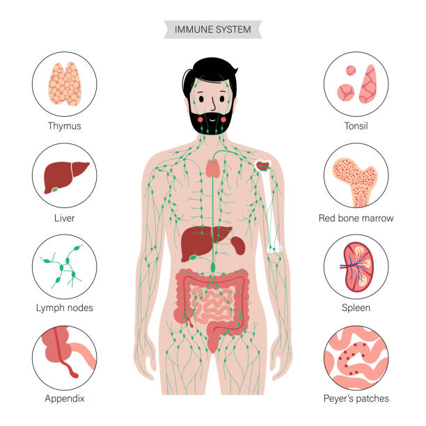3,017 Human Body Immune System Illustrations & Clip Art - iStock 3,017 Human Body Immune System Illustrations & Clip Art - iStock