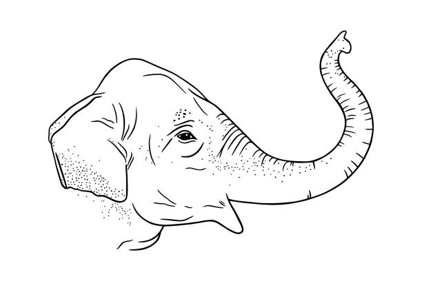 elefantenkopfprofil mit umgedrehtem rüssel. gravierte indische elefant. vektor-illustration isoliert auf weißem hintergrund - elephant head stock-grafiken, -clipart, -cartoons und -symbole