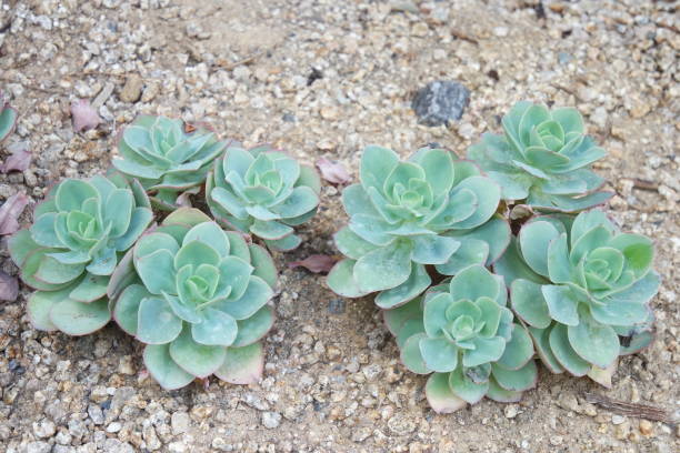 istock Echeveria Peach Pride on ground Succulent Plants Houseplant 1310819630