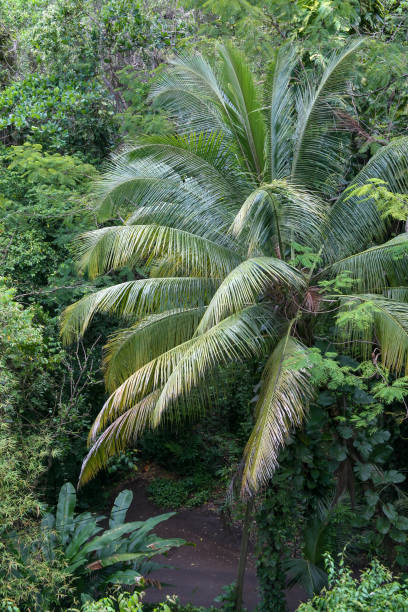 Palm tree in lush tropical forest stock photo