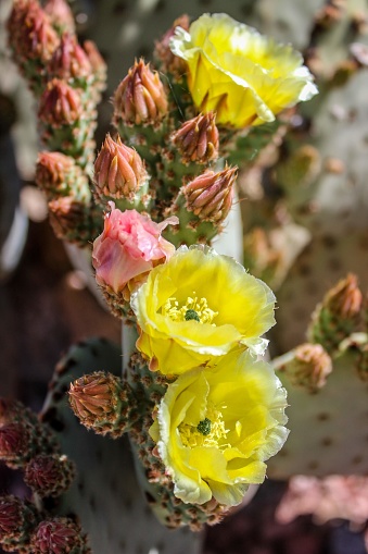 Yellow flowers blooming on a cactus