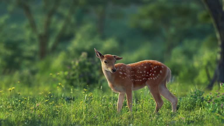 A small deer grazing on the green grass