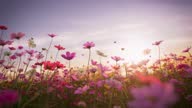 istock Cosmos blooming at dusk, beautiful butterflies flying around 1310824444
