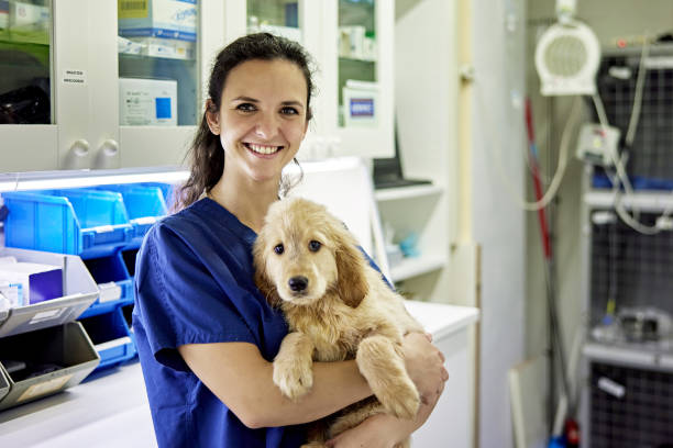 крытый портрет ветеринарного техника и молодой собаки - golden retriever retriever dog smiling стоковые фото и изображения