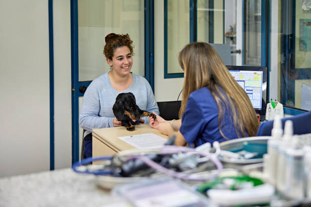 dueño de mascotas y dachshund hablando con técnico veterinario - pets dog office vet fotografías e imágenes de stock