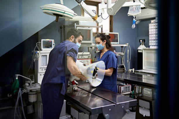 veterinarian and technician managing dog on operating table - animal care equipment imagens e fotografias de stock