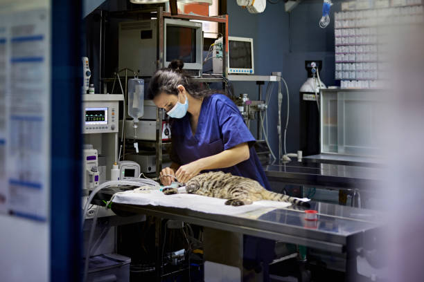 Female Veterinary Technician Preparing Tabby Cat for Surgery Personal perspective with focus on background mid 20s woman in blue scrubs caring for cat lying on operating table before surgical procedure. animal hospital stock pictures, royalty-free photos & images