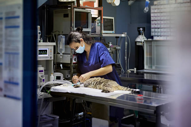 Female Veterinary Technician Preparing Tabby Cat for Surgery Personal perspective with focus on background mid 20s woman in blue scrubs caring for cat lying on operating table before surgical procedure. veterinary surgery stock pictures, royalty-free photos & images