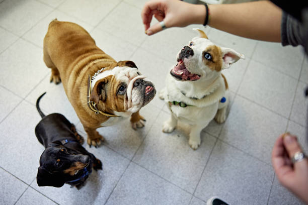 istock Pampered Canines Waiting for a Dog Biscuit 1310827150