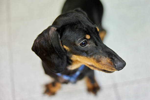 istock Indoor Portrait of Dachshund 1310827151