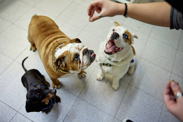 groupe de chiens choyés sur le point d’obtenir un régal - petite faiblesse photos et images de collection