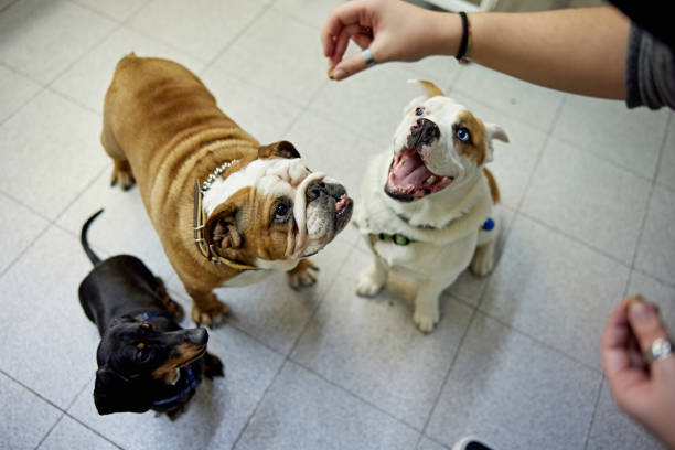Group of Pampered Dogs About to Get a Treat Elevated view of woman holding biscuit above heads of interested Dachshund, Bulldog, and enthusiastic mixed breed dog. pampering stock pictures, royalty-free photos & images