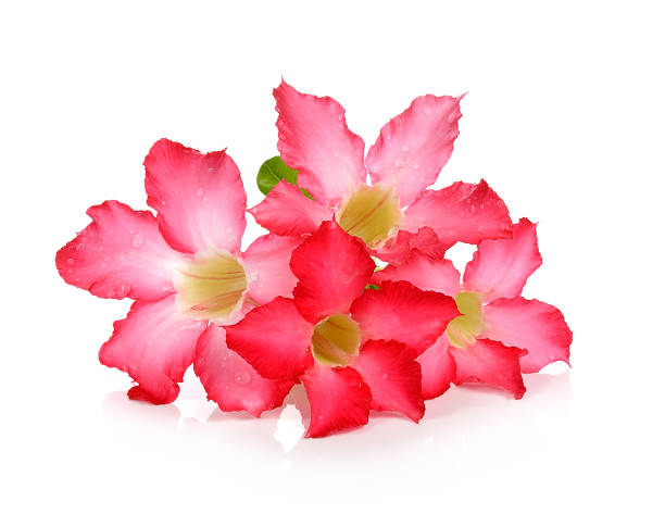 Tropical flower pink adenium,desert rose isolated on white background Tropical flower Pink Adenium. Desert rose on isolated white background adenium photos stock pictures, royalty-free photos & images