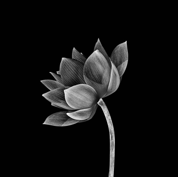 lotusblume isoliert auf schwarzem hintergrund - lotus seerose fotos stock-fotos und bilder