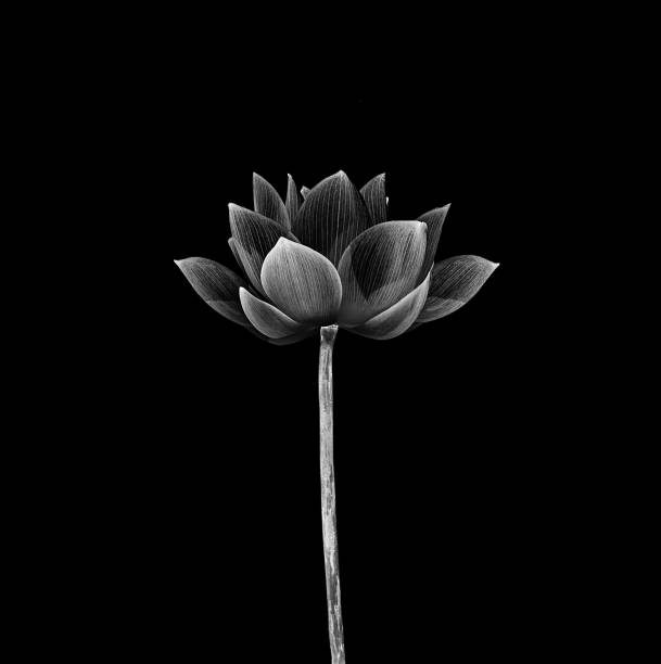 istock Lotus flower isolated on black background 1310827427