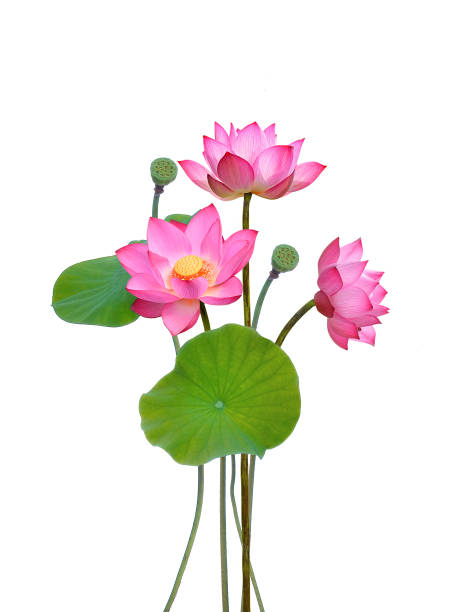 istock Lotus flower and leaf lotus on white background 1310827525