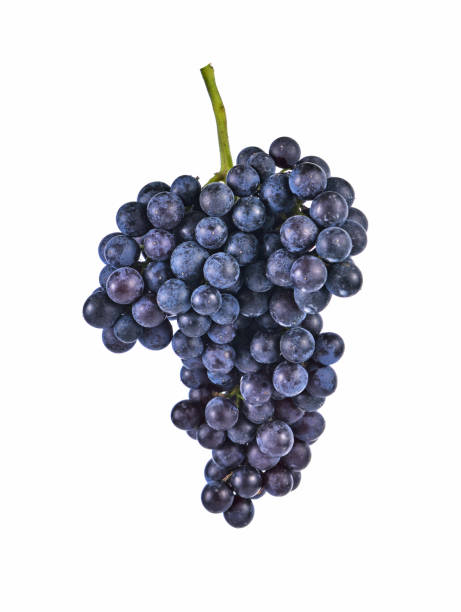 istock Purple grapes isolated on white background 1310828296