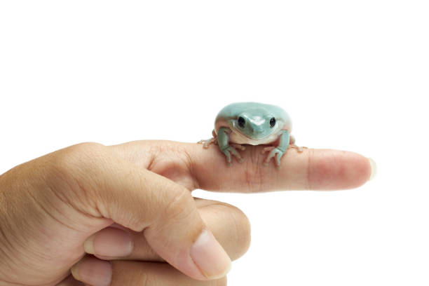 rana arboricola bianca. - whites tree frog foto e immagini stock