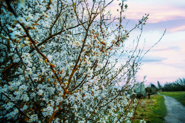 árbol de flores primavera árbol natural abril puede - uk beauty in nature worcestershire vale of evesham fotografías e imágenes de stock