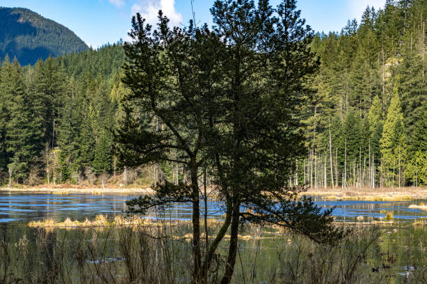 istock Minnekhada wetland area 1310830034