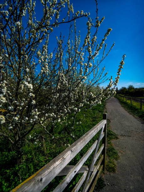 árbol de flores primavera árbol natural abril puede - uk beauty in nature worcestershire vale of evesham fotografías e imágenes de stock