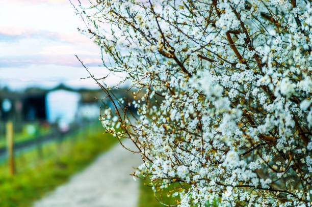 árbol de flores primavera árbol natural abril puede - uk beauty in nature worcestershire vale of evesham fotografías e imágenes de stock