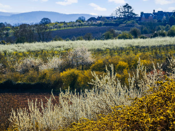 árbol de flores primavera árbol natural abril puede - uk beauty in nature worcestershire vale of evesham fotografías e imágenes de stock