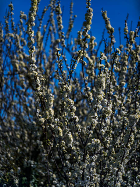 árbol de flores primavera árbol natural abril puede - uk beauty in nature worcestershire vale of evesham fotografías e imágenes de stock