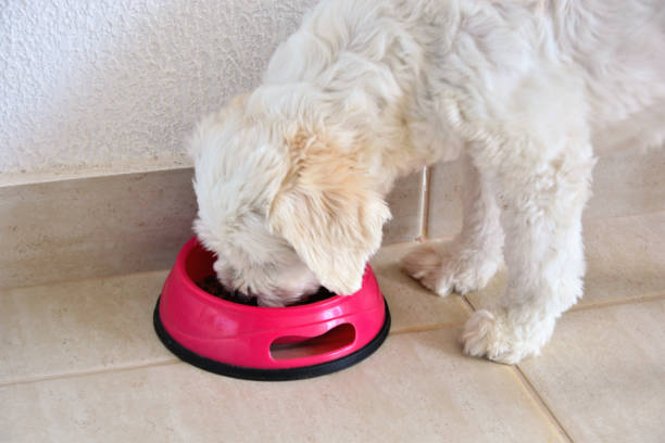 istock Canis lupus familiaris eating ration 1310830343