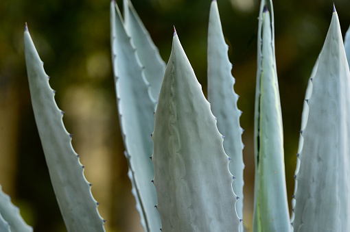 Tequila Agave from Mexico