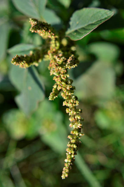 istock Amaranthus viridis with seeds in the garden 1310830637