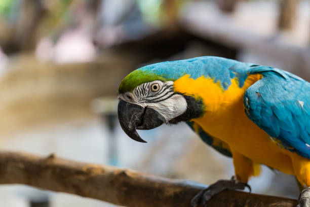 istock Close-up of colorful parrots face 1310831263