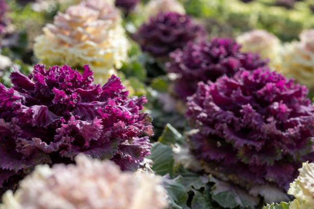 istock Image of flowerbed with multiple flowering kale planted 1310832991
