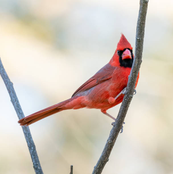 istock Male Northern Cardinal 1310833684